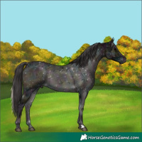 Horse Color:Midnight Smoky Blue Onyx Ice
