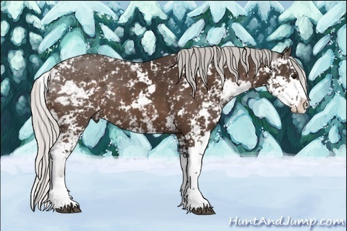 Horse Color:Silver Bay Sabino 