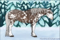 Horse Color:Silver Bay Sabino