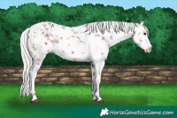 Horse Color:White Spotted Silver Brown Sabino