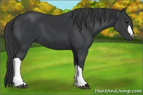 Horse Color:Black 