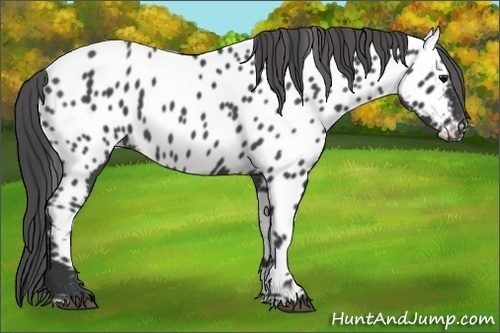 Horse Color:Blue Roan Appaloosa 