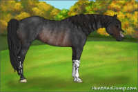 Horse Color:Brown Rabicano  and Gray Brown Rabicano 