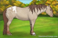 Horse Color:Classic Champagne Dun Varnish 