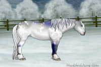 Horse Color:White Spotted Silver Brown Chinchilla Sabino 