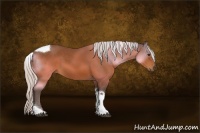 Horse Color:Silver Bay Sabino Tobiano Rabicano