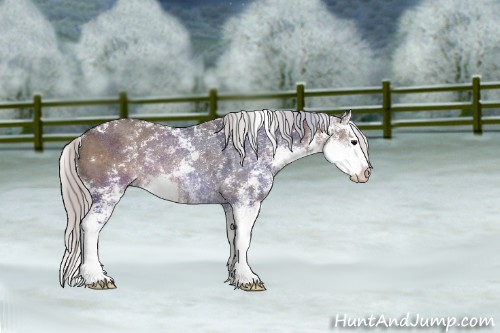 Horse Color:Silver Grullo Sabino Splash Rabicano