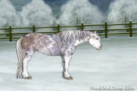 Horse Color:Silver Grullo Sabino Splash Rabicano 