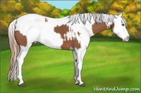 Horse Color:Chestnut Splash and Chestnut Appaloosa