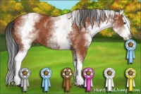 Horse Color:White Spotted Bay Splash