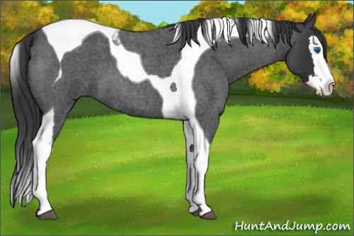 Horse Color:Blue Roan Splash Tobiano 