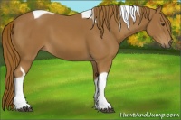 Horse Color:Chestnut Tobiano