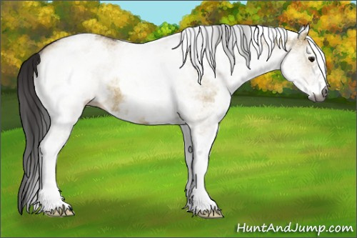 Horse Color:Gray White Spotted Bay Dun Appaloosa 