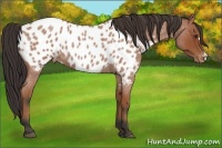 Horse Color:Bay Roan Appaloosa 