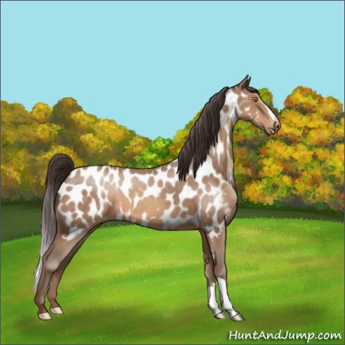 Horse Color:Sable Champagne Near Leopard
