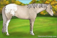 Horse Color:Chocolate Palomino Pearl Sabino Appaloosa 