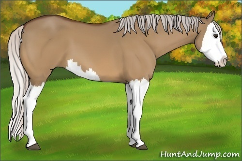 Horse Color:Silver Bay Dun Splash