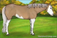 Horse Color:Silver Bay Dun Splash 
