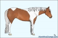 Horse Color:Silver Bay Tobiano