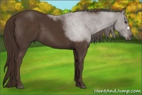 Horse Color:Liver Chestnut Frame 