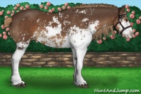 Horse Color:Liver Chestnut Sabino Appaloosa 