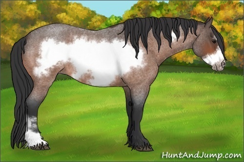 Horse Color:Bay Roan Frame