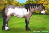 Horse Color:Bay Roan Frame 