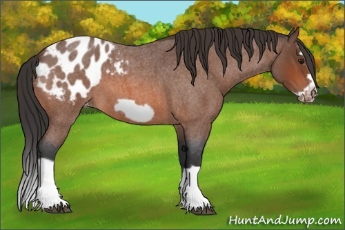 Horse Color:Bay Roan Splash Frame Appaloosa 