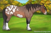 Horse Color:Bay Roan Splash Frame Appaloosa 