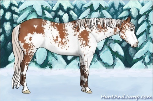 Horse Color:White Spotted Silver Bay