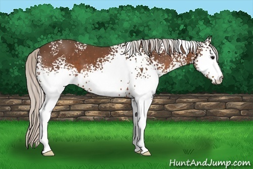 Horse Color:White Spotted Silver Brown