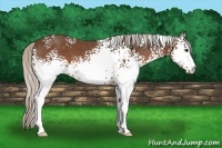 Horse Color:White Spotted Silver Brown