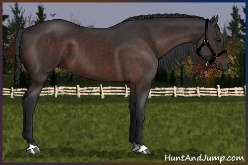 Horse Color:Brown 