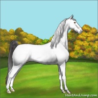 Horse Color:White Spotted Sable Champagne 