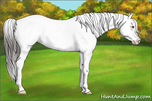 Horse Color:White Spotted Sable Champagne Splash