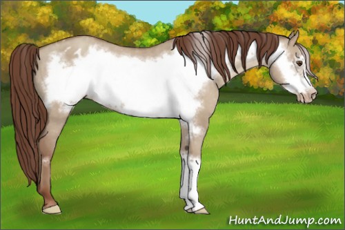 Horse Color:Classic Champagne Dun Frame Appaloosa 