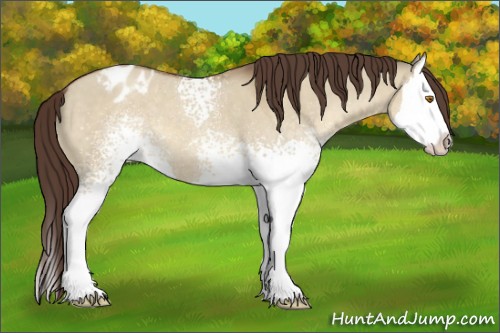 Horse Color:White Spotted Sable Champagne Dun Splash Appaloosa