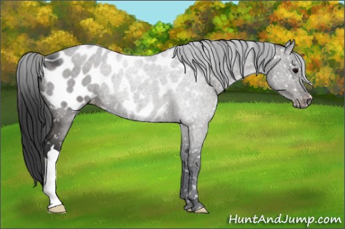 Horse Color:Black Appaloosa