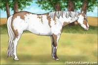Horse Color:Silver Bay Dun Sabino Frame 