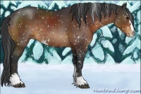 Horse Color:Brown Sabino Appaloosa 