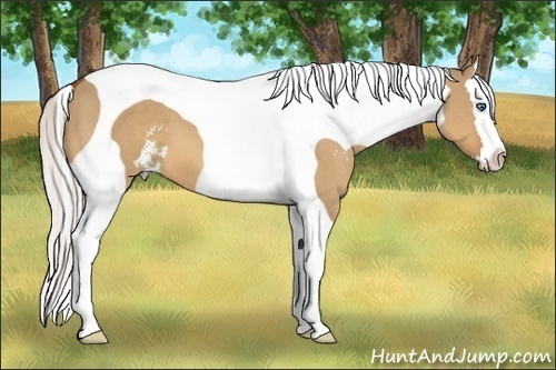 Horse Color:Silver Bay Dun Sabino Splash Tobiano 