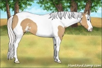Horse Color:Silver Bay Dun Sabino Splash Tobiano