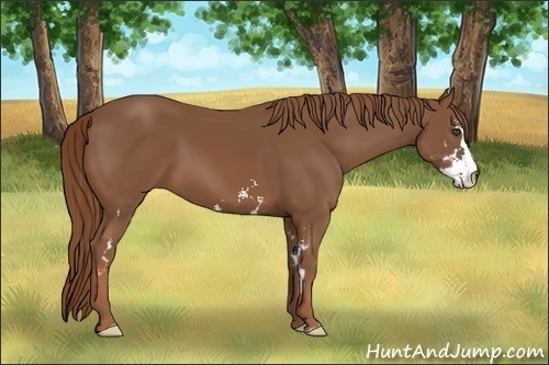 Horse Color:Chestnut Sabino Frame