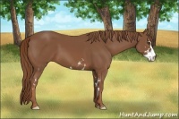 Horse Color:Chestnut Sabino Frame