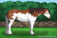 Horse Color:Bay Splash Frame 
