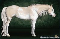Horse Color:Silver Buckskin Pearl Sabino 