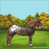Horse Color:Liver Chestnut Appaloosa 