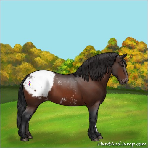 Horse Color:Bay Appaloosa