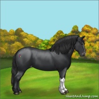 Horse Color:Black Appaloosa 