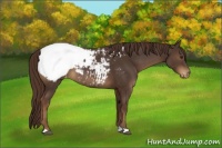 Horse Color:Liver Chestnut Appaloosa 